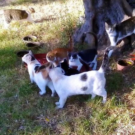 Villa Family Dora Zacharo