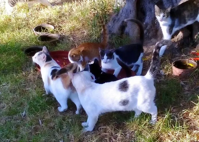 Villa Family Dora Zacharo